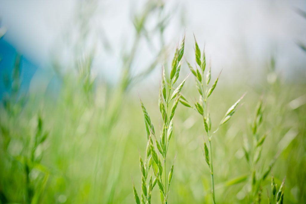 natuurlijk-groen-als-grondstof