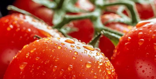 Algenkweek in de tomatenkas