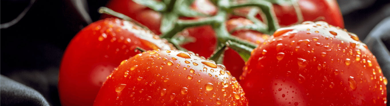 Algenkweek in de tomatenkas