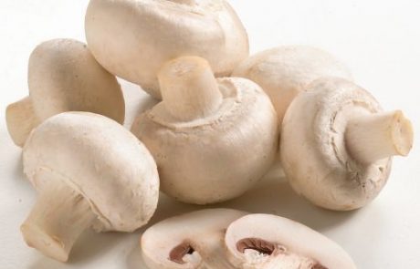 Computergestuurd snijden van champignons op vastgestelde steellengte