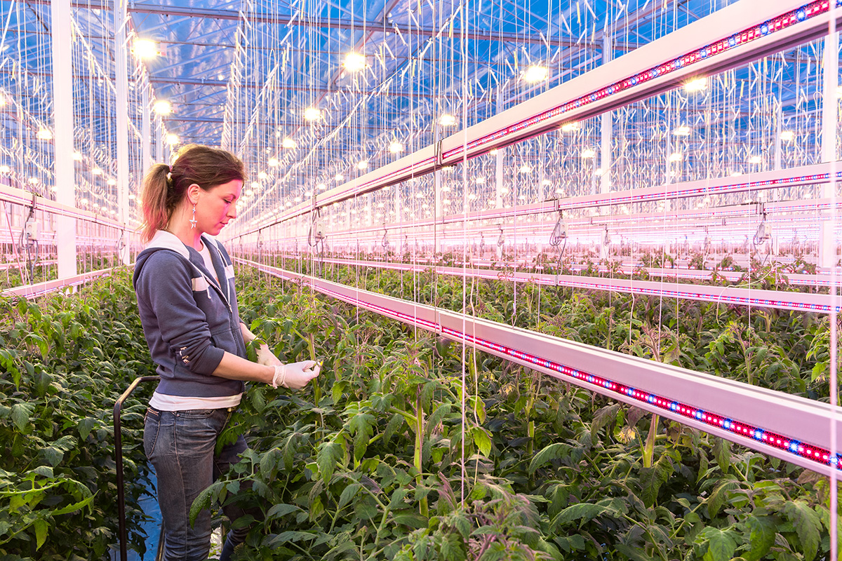 Ontwikkeling LED-assimilatiebelichting voor de glastuinbouw