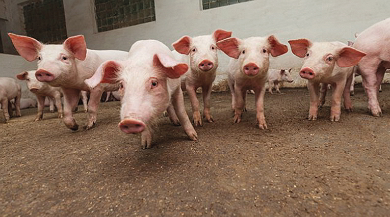 Innovatie cluster integraal duurzame varkenshouderij systeem