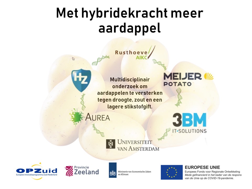 Afbeelding bij artikel over REACT-EU project Met hybridekracht meer aardappel