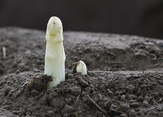 Meer gewas per korrel in asperges bij Antonio van Beek