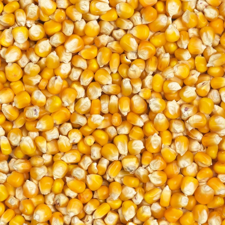 Rijenbemesting in maïs + NIRS sensor landbouwbedrijf jansen vof