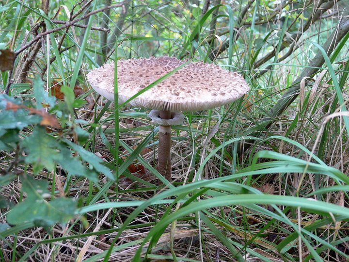 natuur en biodiversiteit