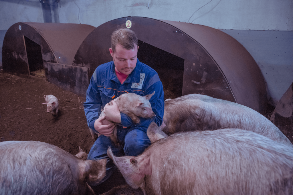 Projectfoto van een proefstal bij boer Ivo