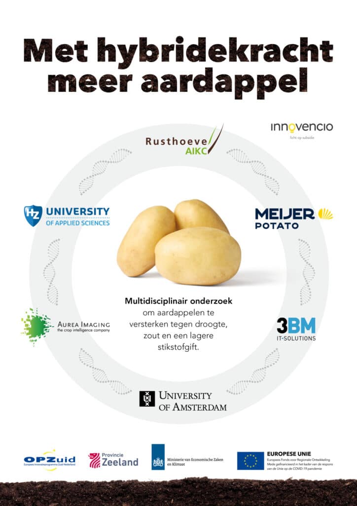 Afbeelding bij artikel over REACT-EU project Met hybridekracht meer aardappel